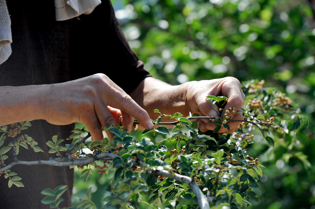 7旬老人冒酷暑徒手摘花椒,"这是流血又流汗的活,麻烦得很"