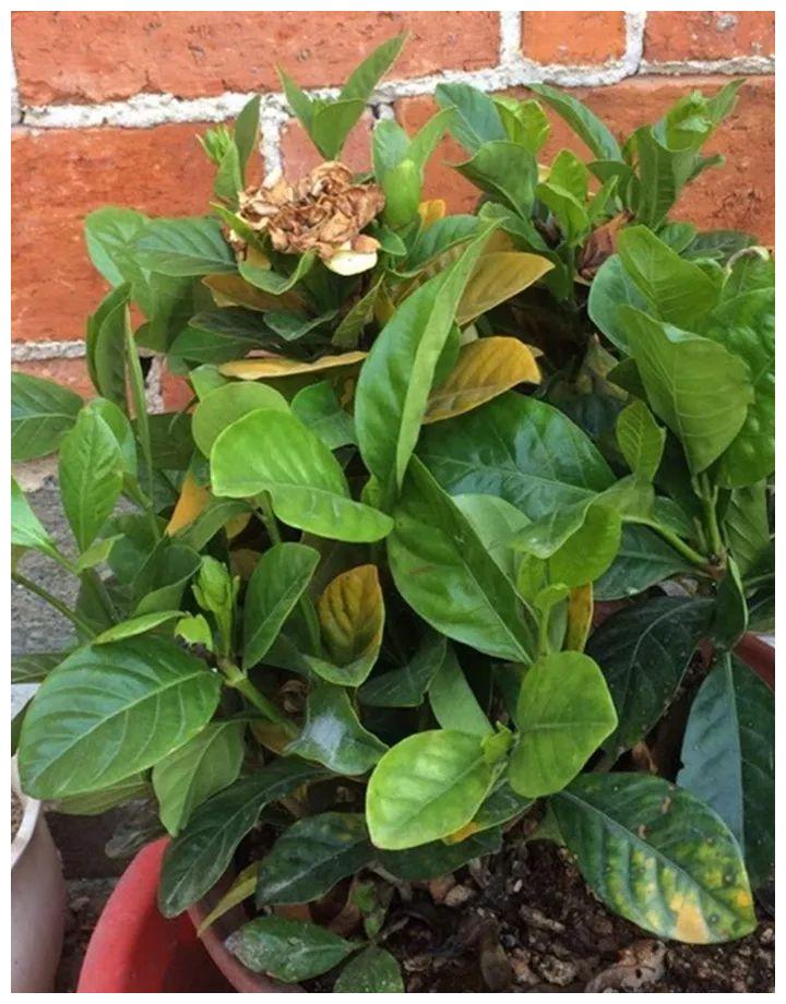 10种花 年年收空盆 没点经验还真不敢养