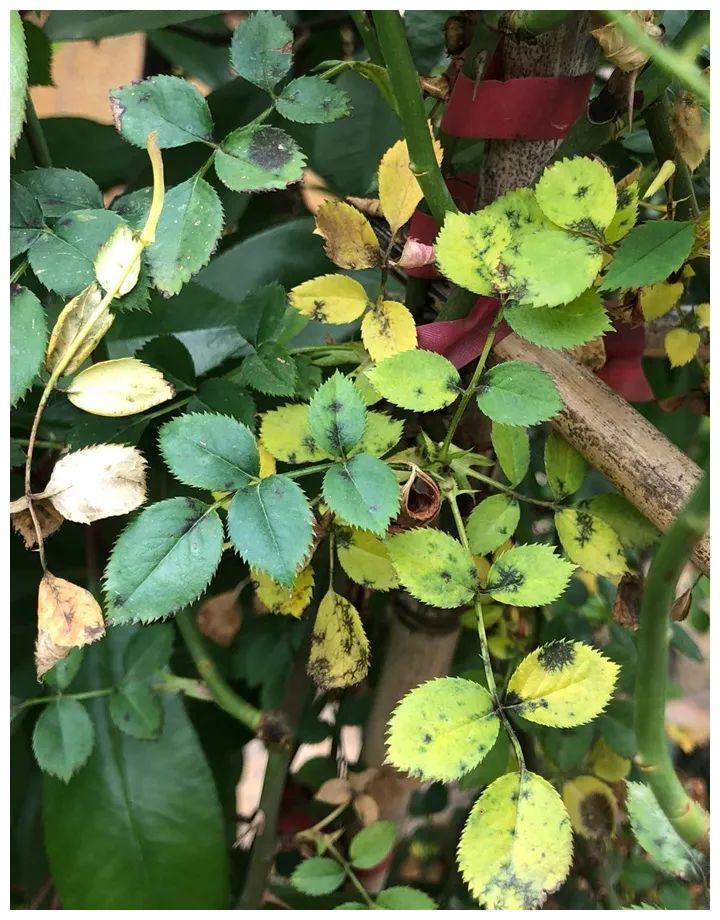 10种花 年年收空盆 没点经验还真不敢养