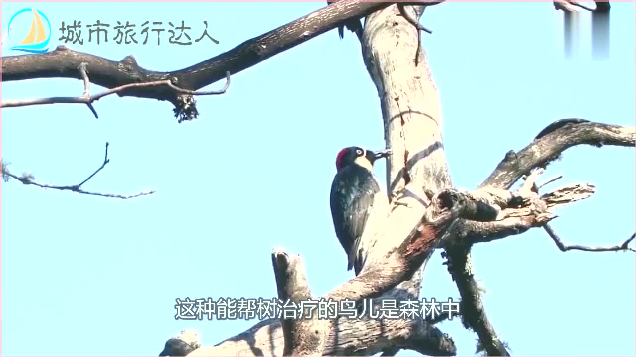 腾讯内容开放平台