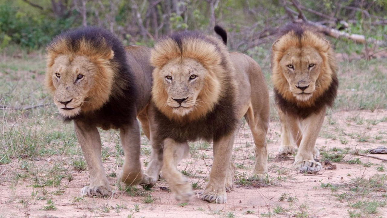 狮子间的"爱恨情仇",雄狮掌管一个狮群,真的太不容易了
