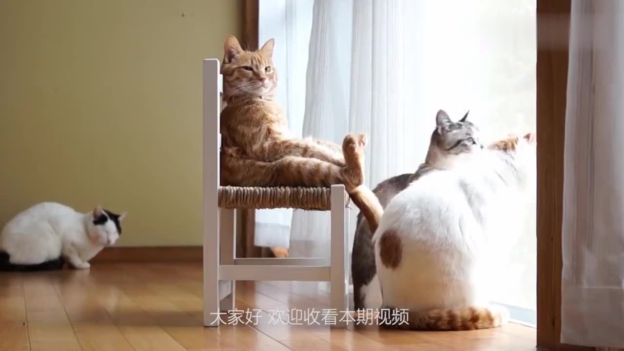 猫咪坐在椅子上脸上露出忧郁表情网友看后爆笑猫做猫好累