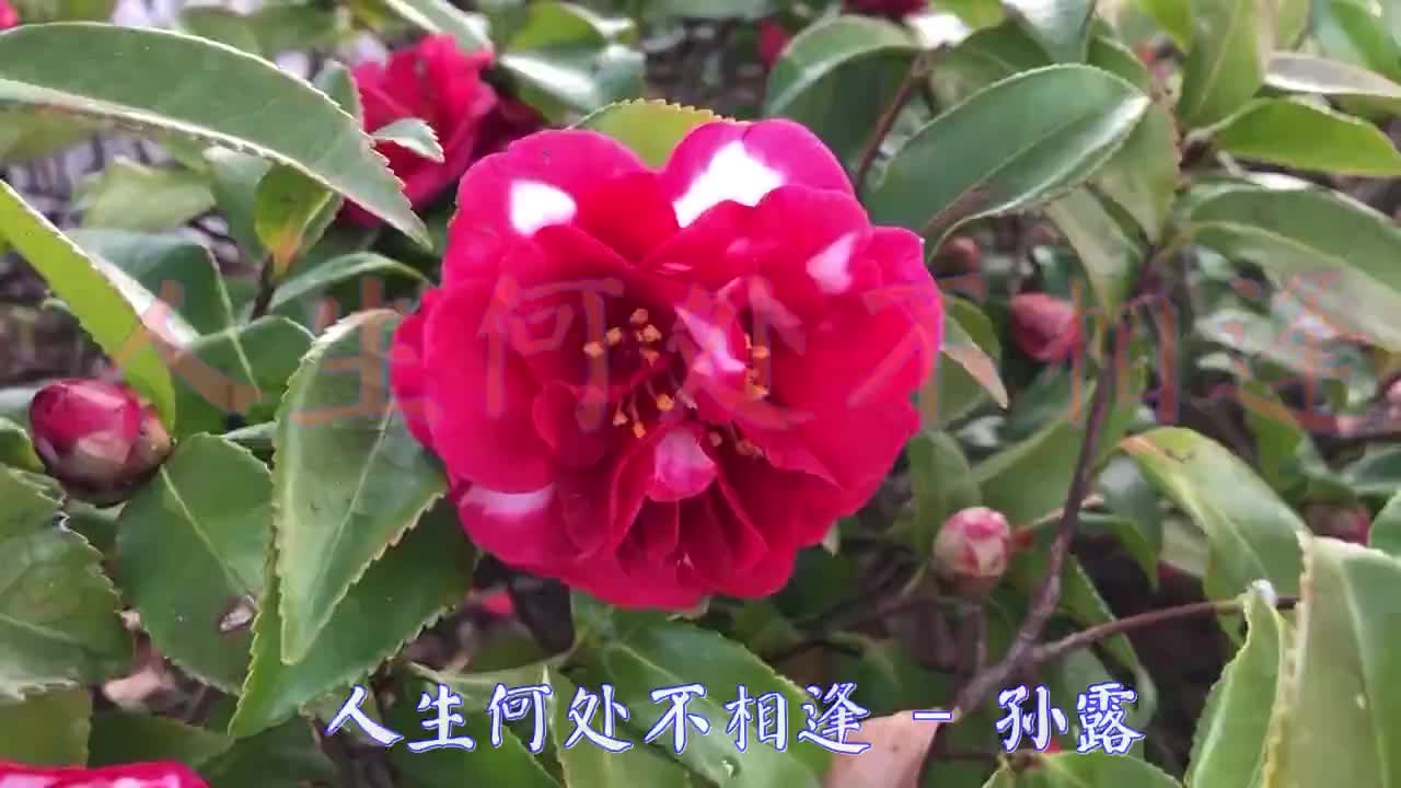 孙露的《人生何处不相逢》歌声热情似火沁人心脾