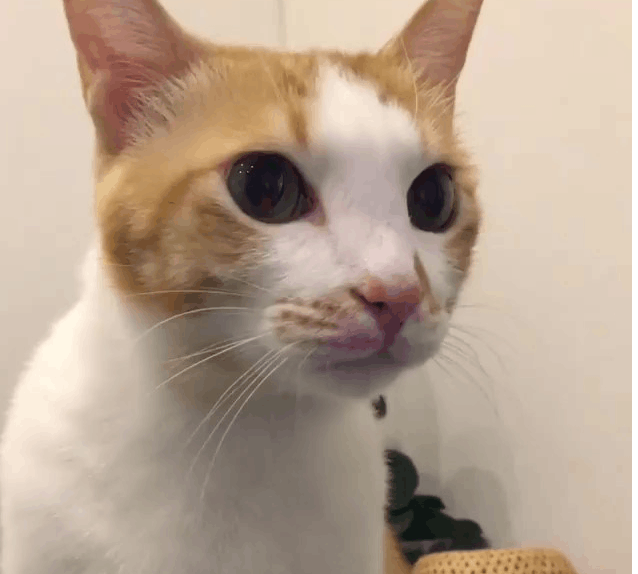 猫咪"涂口红"超专业 妈妈一看崩溃:大花脸是谁!