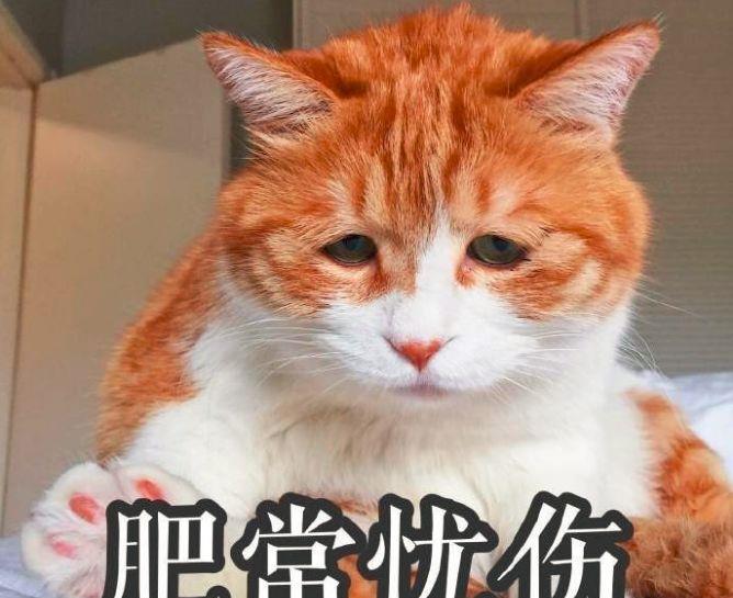 大胖狗被猛塞包子一脸无奈,有一种饿叫姥姥觉得你饿