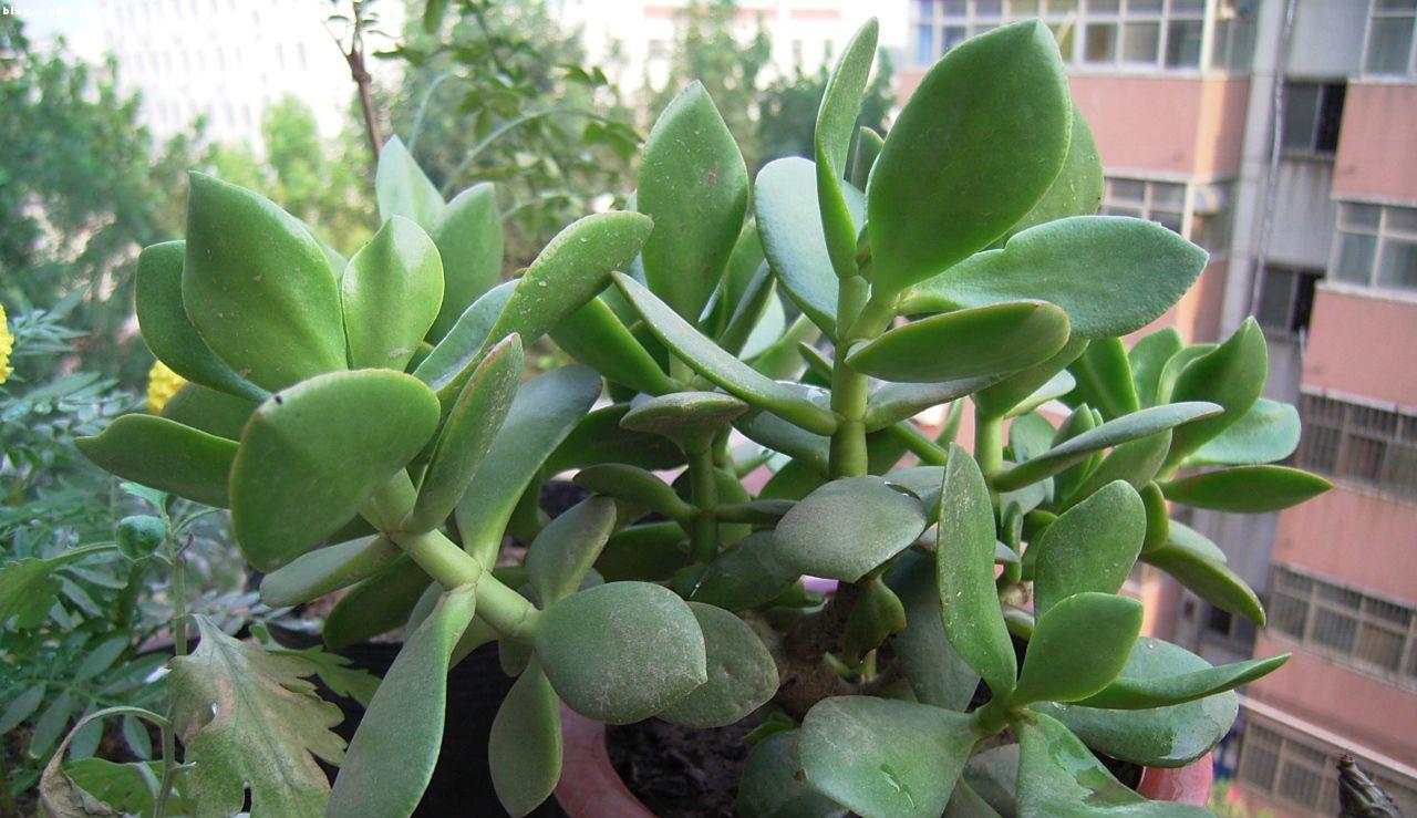 想让玻璃翠多开花幼苗期要给它摘心修剪后的它更好看