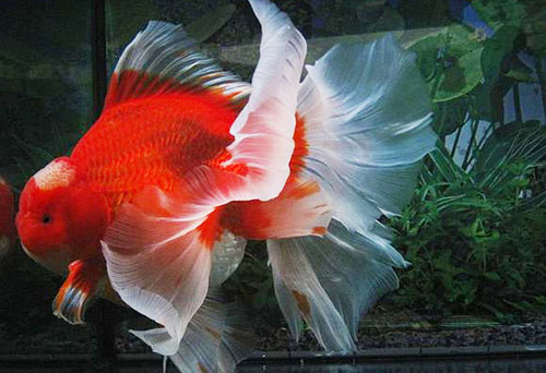 中国国粹金鱼鉴赏狮子四