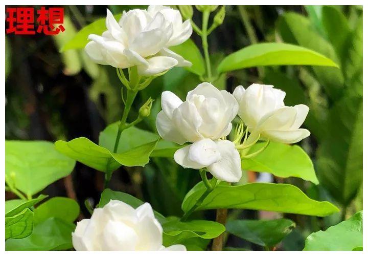 10种花 年年收空盆 没点经验还真不敢养