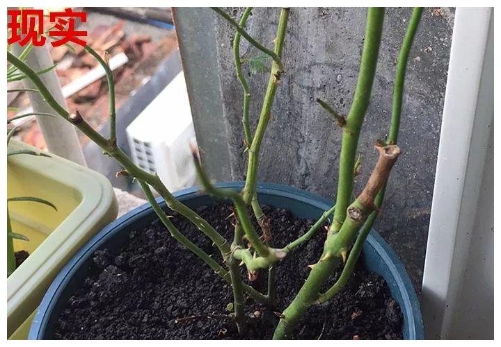 10种花 年年收空盆 没点经验还真不敢养