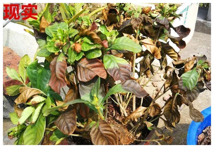 10种花 年年收空盆 没点经验还真不敢养