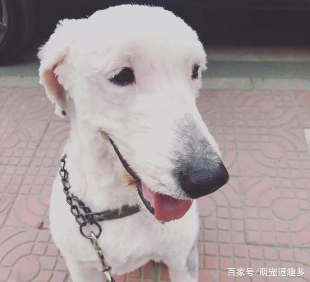 被主人剃完毛后的古牧,好像变了个品种狗生第一次神清气爽