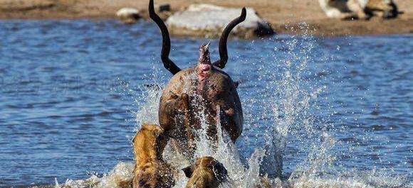 二哥鬣狗掏肛神技 在水中威力四射