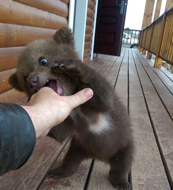 善心飞行员收养流浪小熊,每天花两小时陪它冬眠!