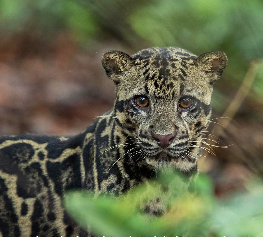 婆罗洲探险旅行,bbc都没拍到的云豹,居然被我们发现了_高清图集_新浪