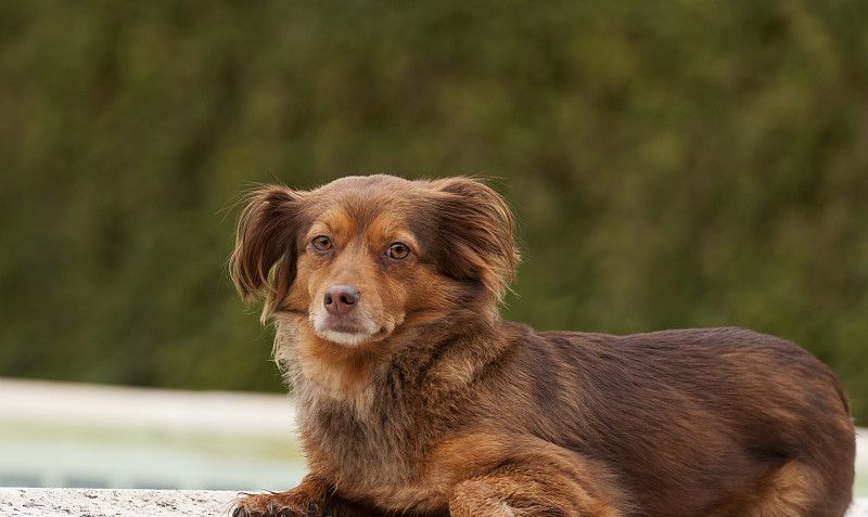 你有听过转基因技术吗你知道多少让我们一起看一下吧下