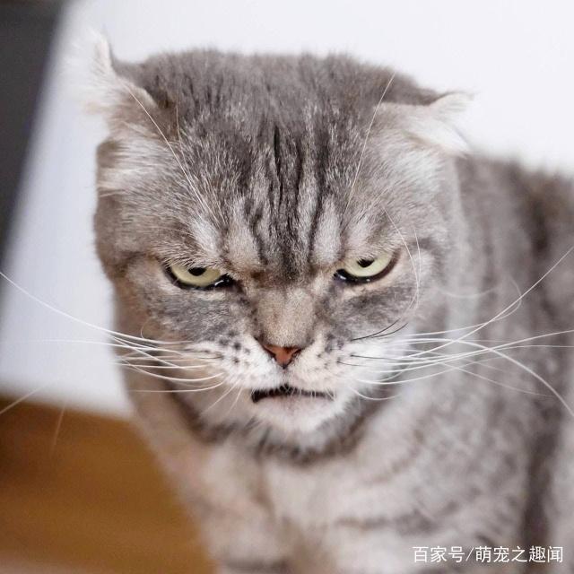 猫咪天生一副不爽样每秒表情都超凶狠竟意外受网友喜欢