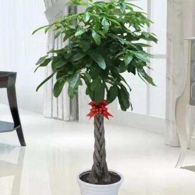 最适合在客厅摆放的3种盆栽绿植,不仅颜值高,寓意还好!