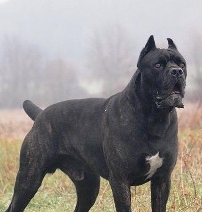 一只优秀的卡斯罗应该具备这3样特点,看看你的卡是否符合!