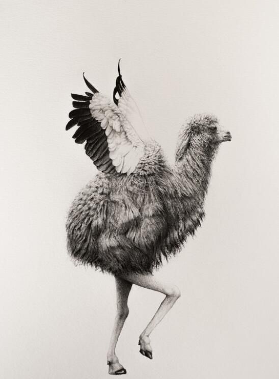 一组奇葩素描,画师mateo pizarro作品