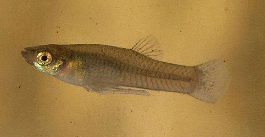 食蚊鱼好看的壁纸雌鱼腹缘圆凸