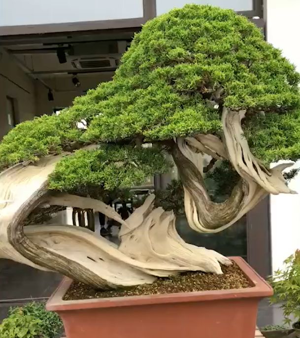 这11棵松柏盆景棵棵精品有1棵是老板的镇园之宝给钱不卖