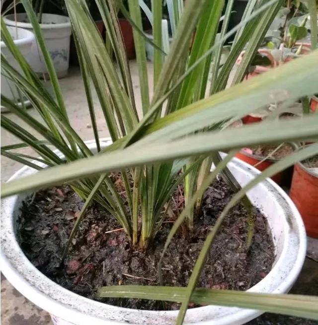 羊粪做兰花底肥时的注意事项及兰花施肥禁忌