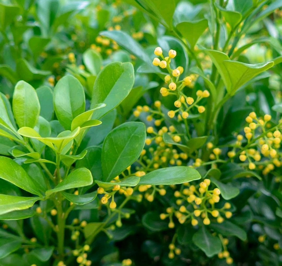 弄懂米兰花叶片后卷的5个原因,养米兰花开花爆盆不难