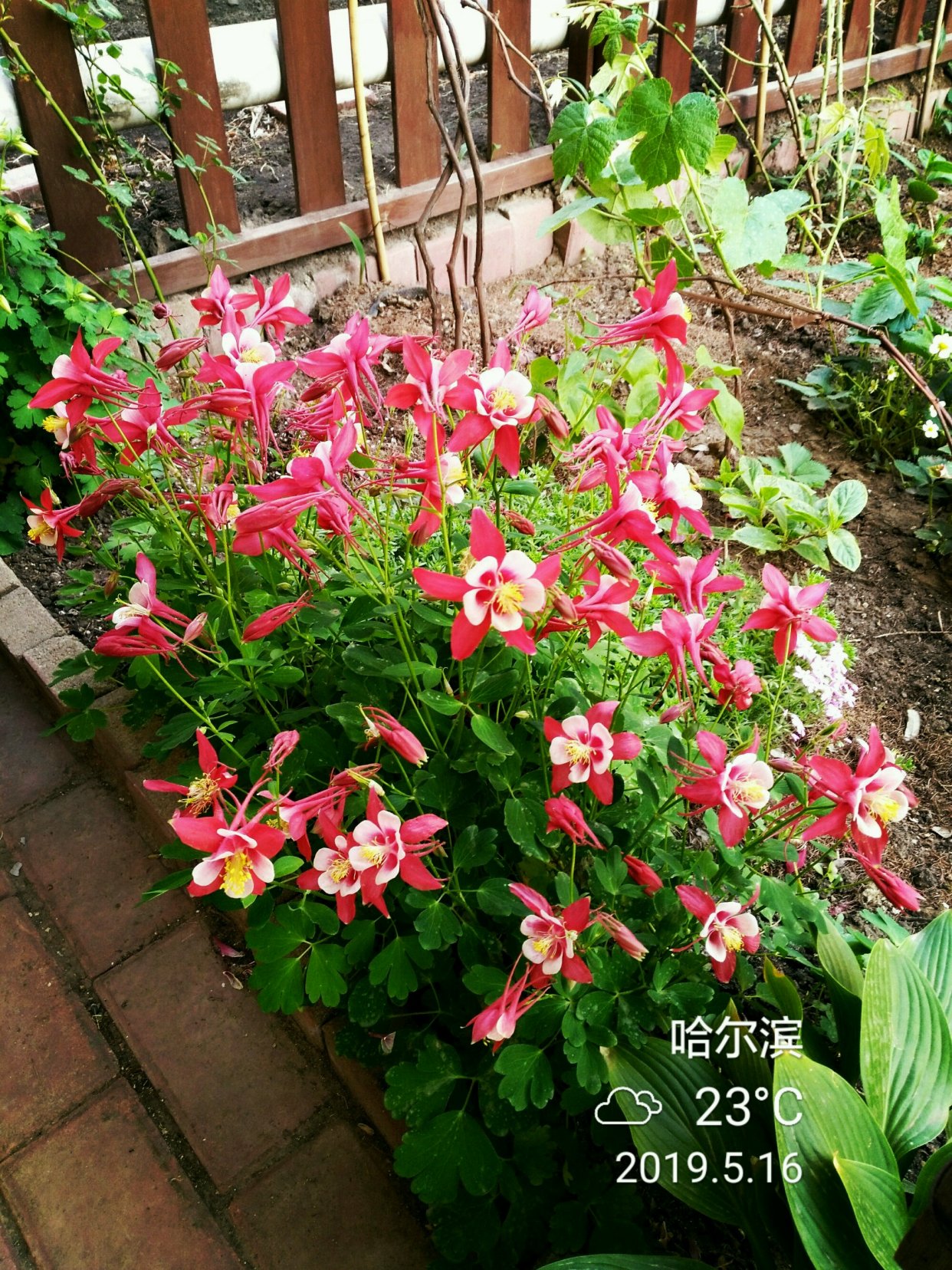 耐寒性植物 – 観葉植物 日陰 寒さ 強い – FKRC