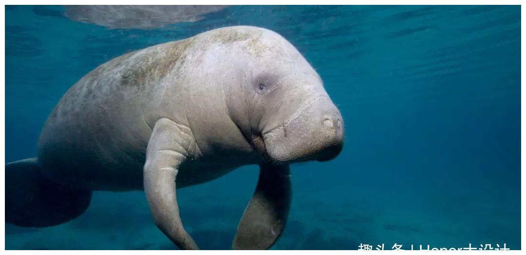 怀孕时间最长的3种动物 海牛榜上有名 怀孕时间达13个月 骆驼 海牛 怀孕 新浪新闻 怀孕时间最长的3种动物 海牛榜上有名 怀孕时间达13个月 骆驼 海牛 怀孕 新浪新闻