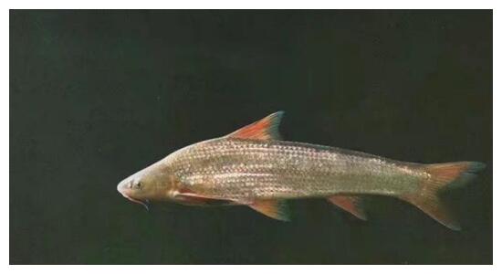 此鱼出水就烂,食用时不刮鱼鳞,地位不输长江三鲜,少有人吃过