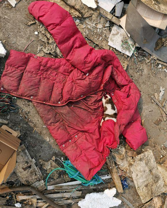 遇到就是缘分,小狗在一件破羽绒服里取暖,太可怜了