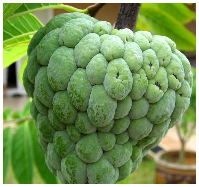 乡下有空地,要种上此"稀有果苗",好吃营养又耐活,当年结果佳佳的生活