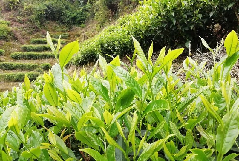 梅州清凉山茶农的一天好的茶叶都是一片一片摘下来的