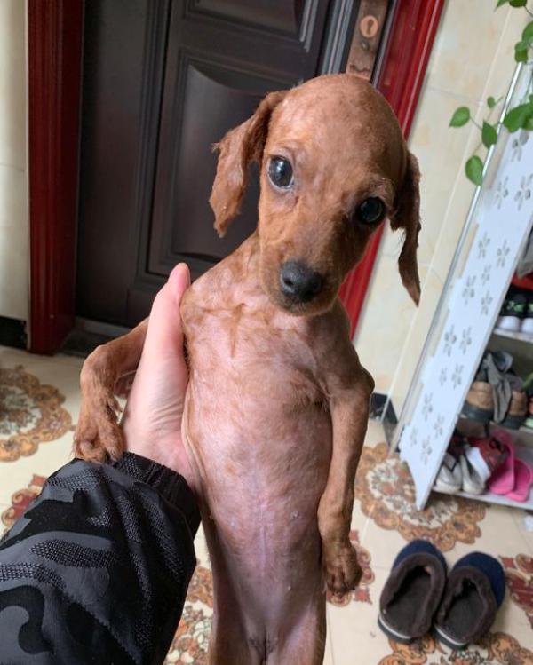 网友把泰迪的毛给剃光了,泰迪铲屎的,快给我买衣服!