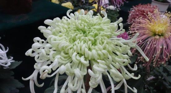 喜欢菊花,不如养盆"珍稀名菊"天鹅舞,宛如天鹅翩翩起舞,超美