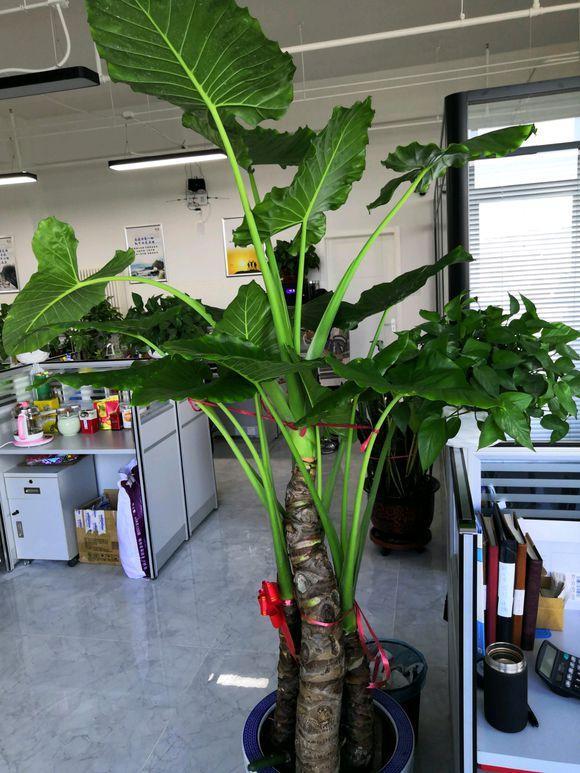 超实用的滴水观音养护方法,学会了,叶片肥大翠绿,养成巨无霸