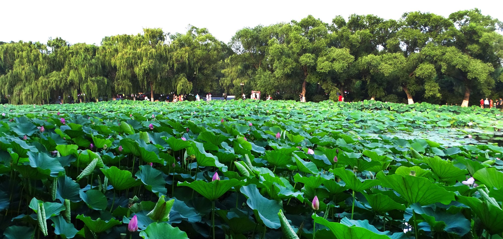 为"荷"而来!7月沈阳北陵公园荷花盛开的季节