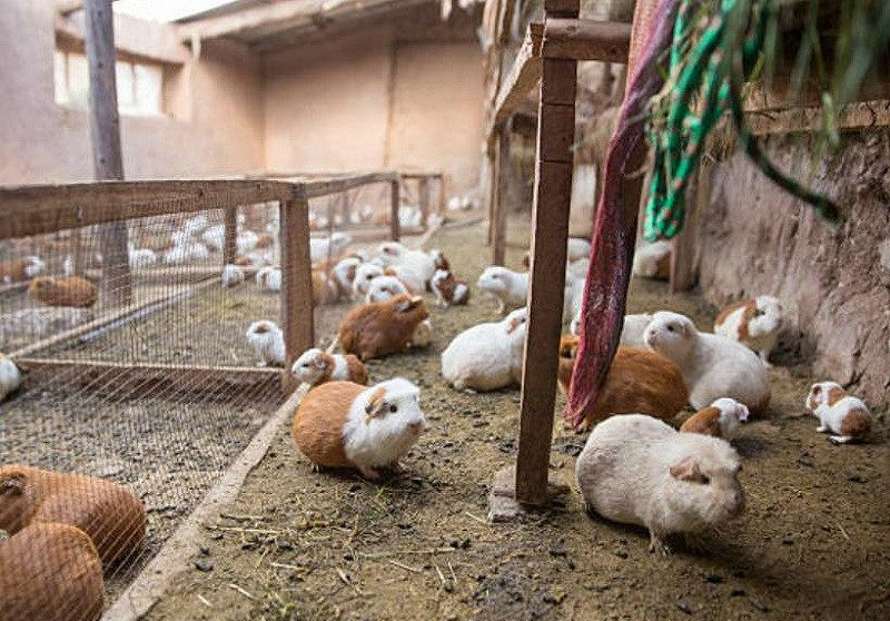 异域风情之油炸荷兰猪 中国人的宠物 外国人的美食