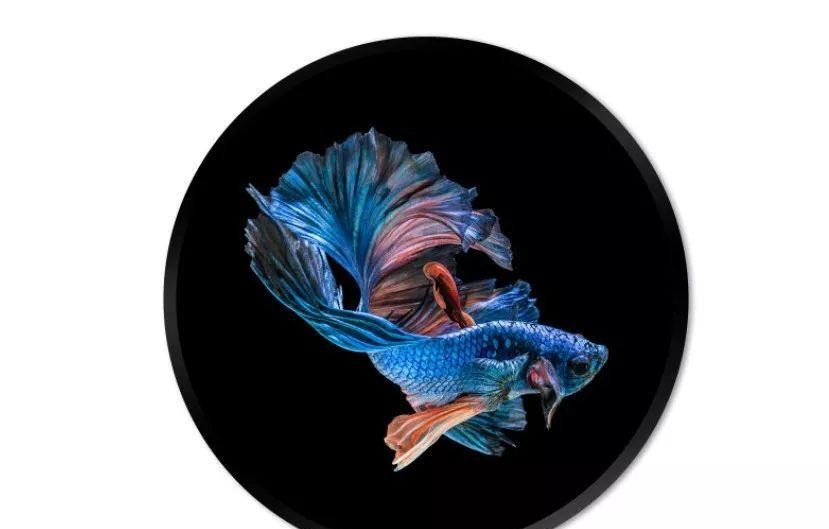 心理测试哪条五彩鱼最有灵性测最近你的感情和家庭运势如何