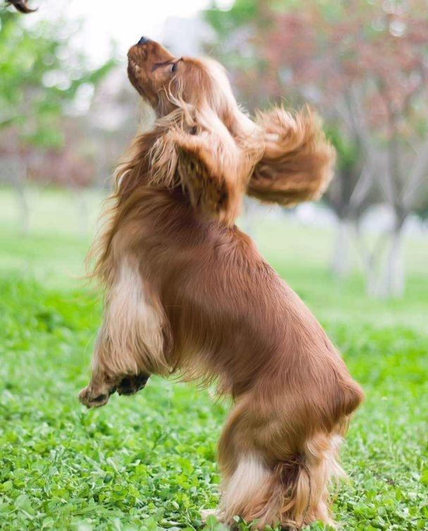 狗狗最古老十大種類很多人不知道現在的犬大都是它們繁衍而來