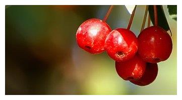 农村山上小酸果山丁子营养生津果酱做法早知道