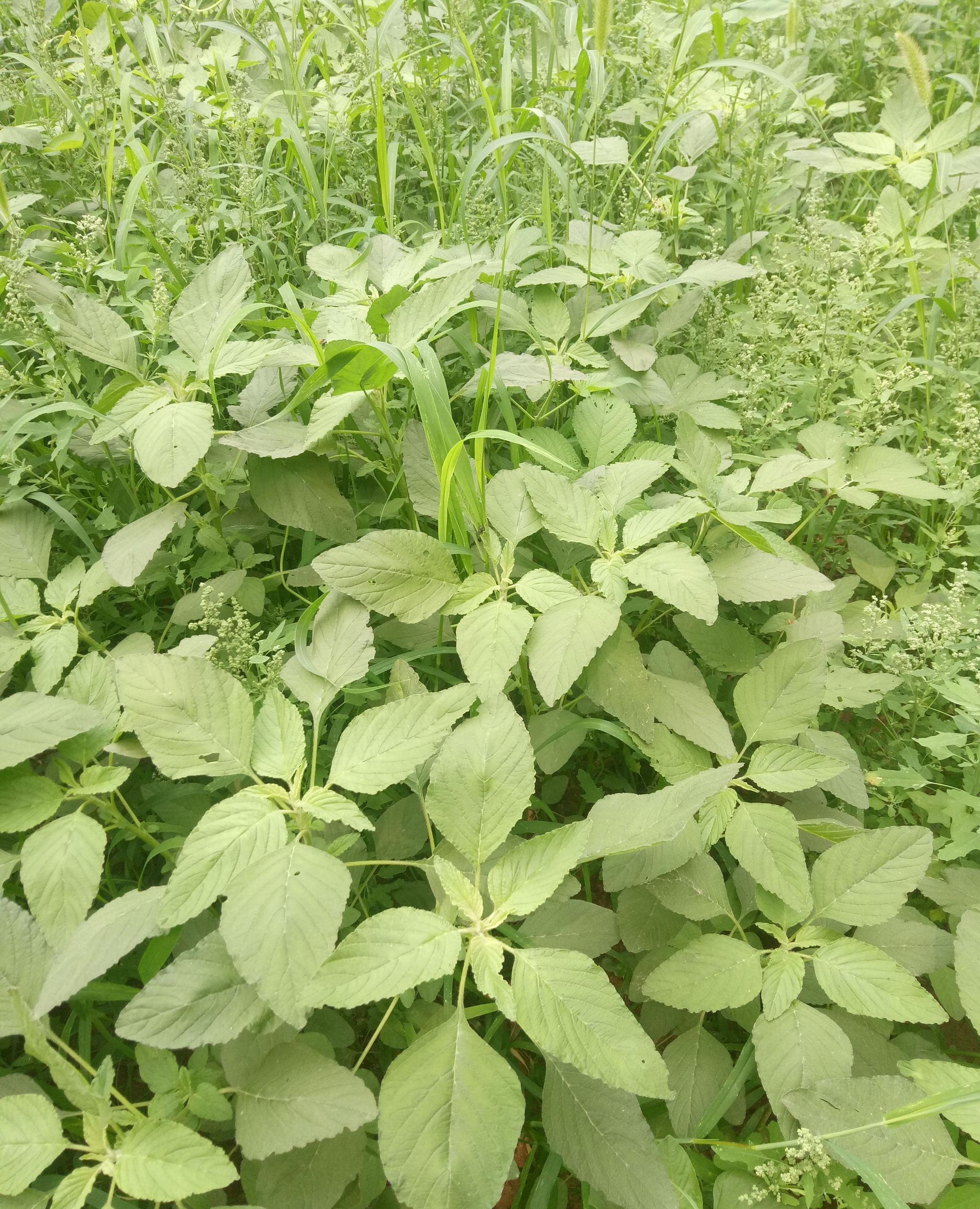 生菜又叫苋菜,野生人生菜长在田间地头,喜欢有水的地方,尤其夏季雨后