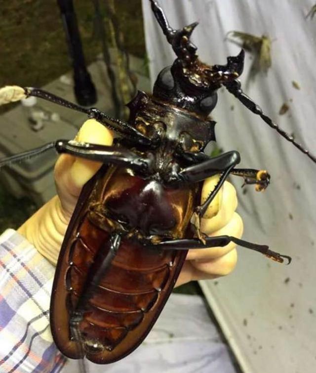 地球上最神秘的生物之一,也是世界上最大的甲虫,从不进食!