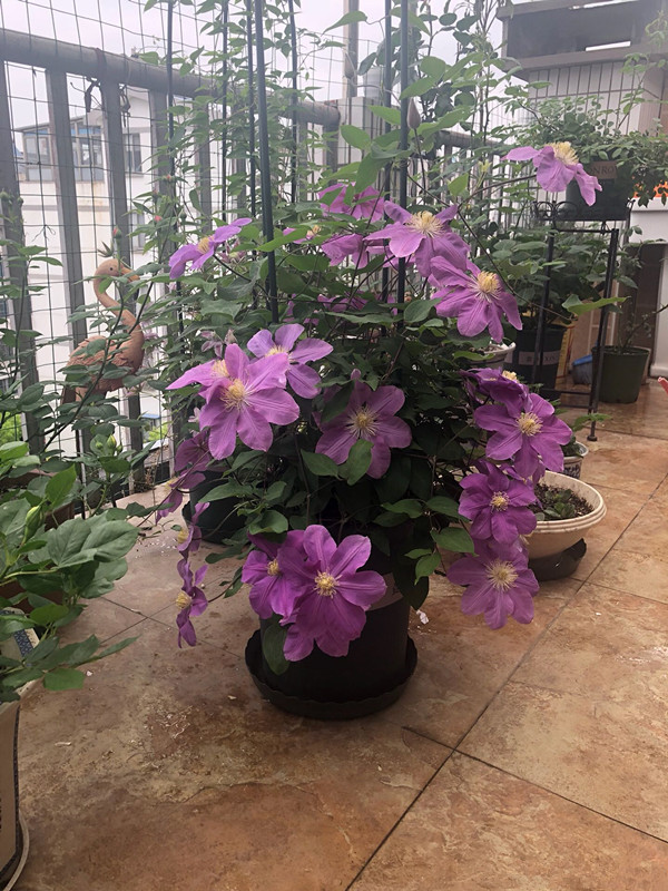 爬藤植物选这款 花多易成花墙 花期很长 栽培容易 室内也能种 高清图集 新浪网 爬藤植物选这款 花多易成花墙 花期很长 栽培容易 室内也能种 高清图集 新浪网