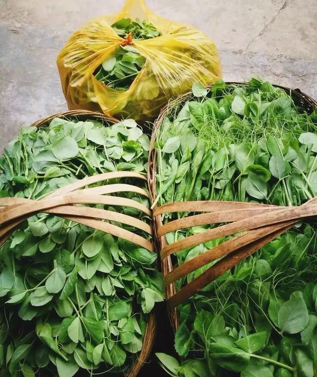 豌豆颠儿,四川人的心尖尖儿