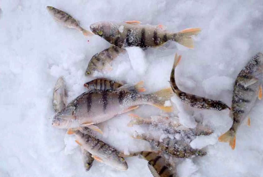 冰钓鱼种"五道黑"因身上有5或7条黑色条纹而得名