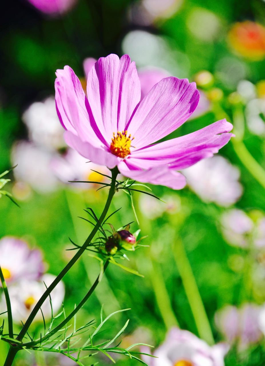 图集:粉色格桑花 送给你南半球夏日的阳光|高原|格桑花|粉色_新浪新闻