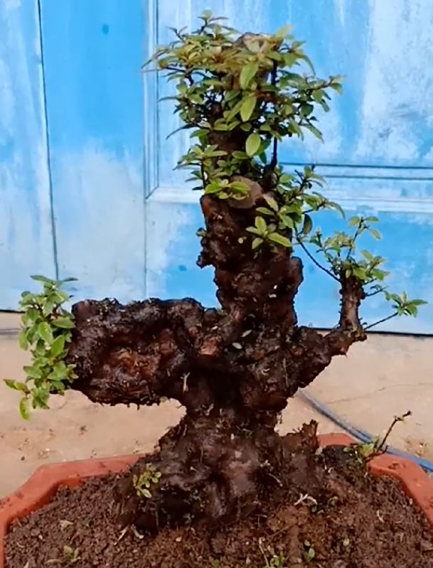 偷拍挖桩大户收藏的映山红怪桩棵棵精品你看中哪一棵