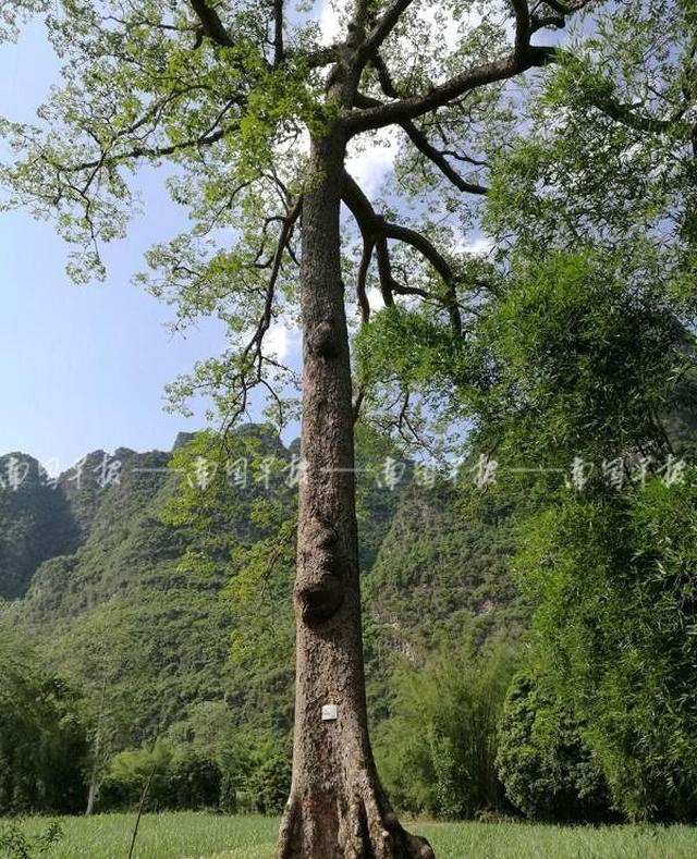 广西6大树王,有的还健在,有的已死去,你见过几棵?
