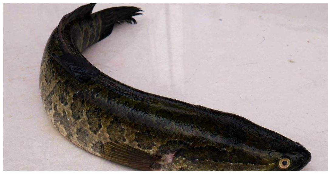 乌鱼,生鱼,蛇鱼,火头鱼,黑鱼的那个别名贴切